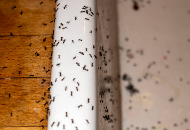 Wasp Removal Services in Paulding, OH